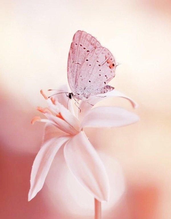 бабочки нежно розовые