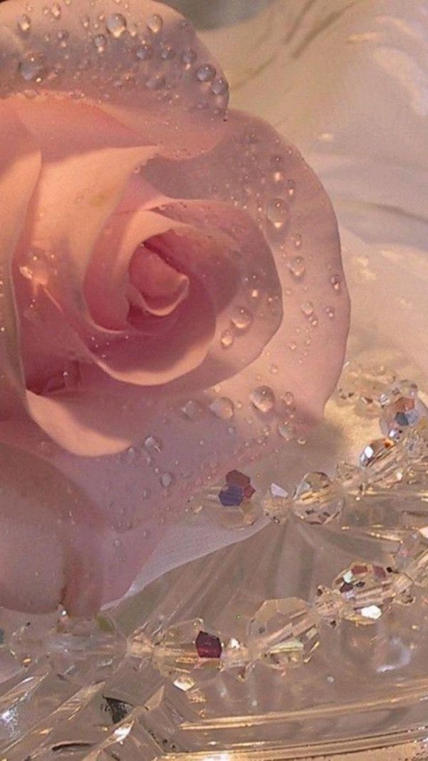 розовая роза