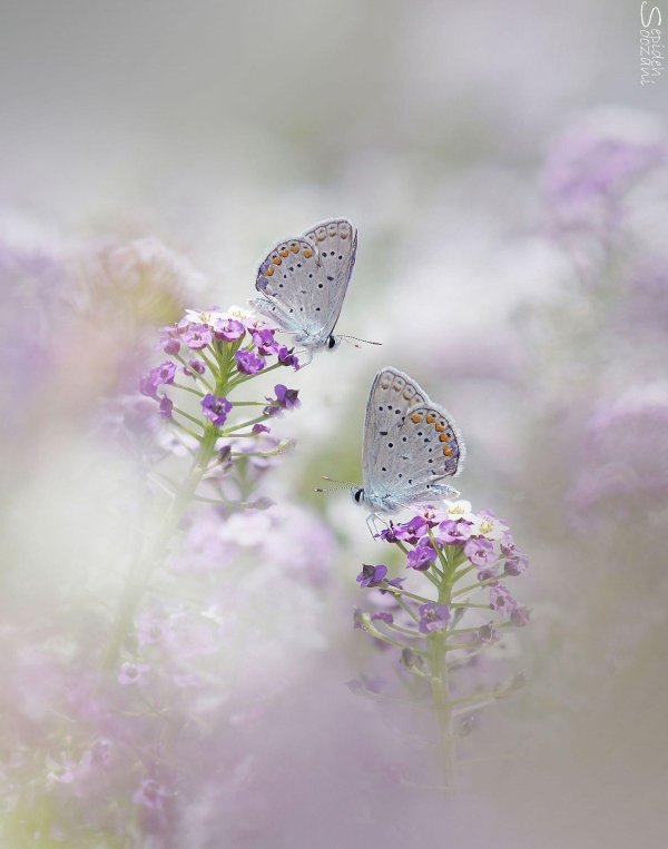 голубянка ореас