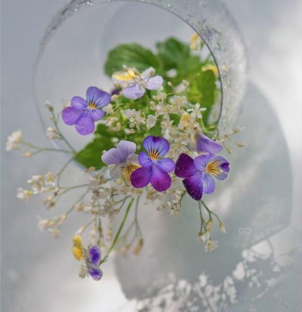 фиалка незабудка