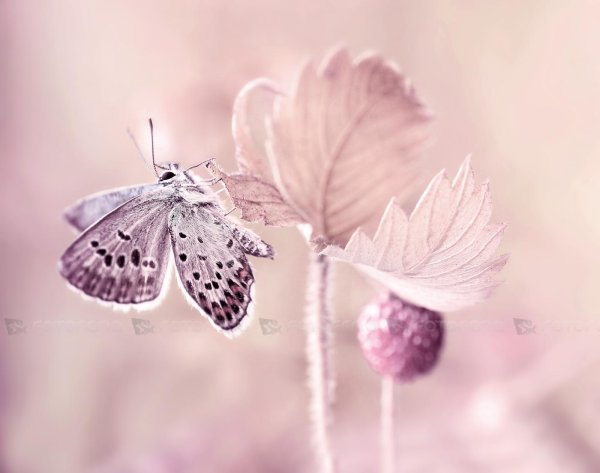 розовая бабочка