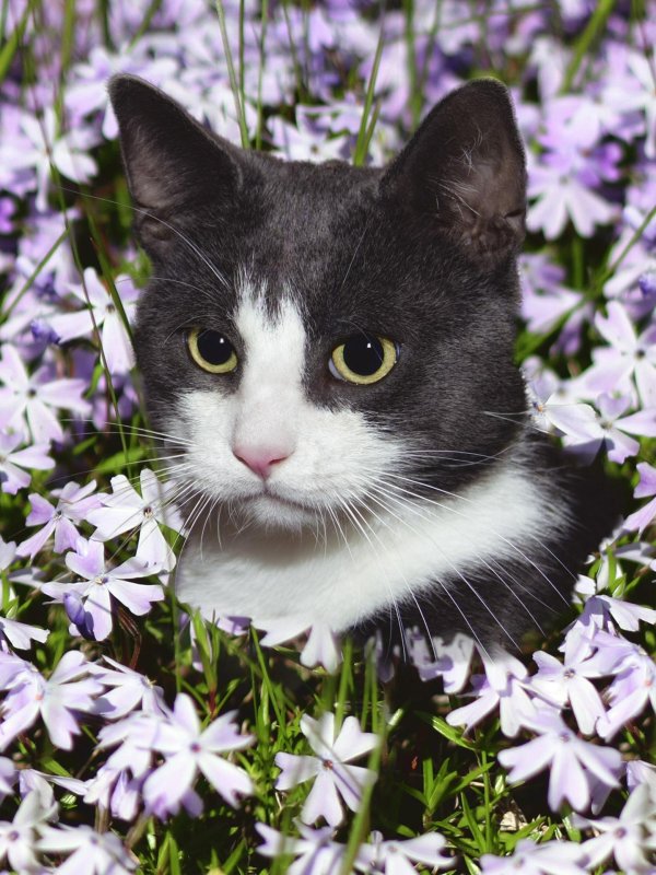 кот цветок