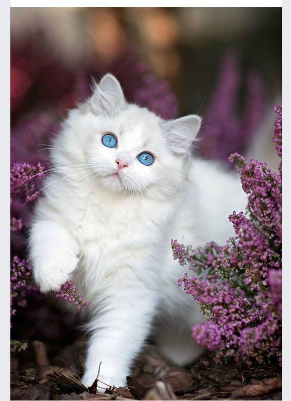 котики красивые