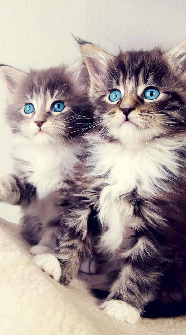 красивые котики