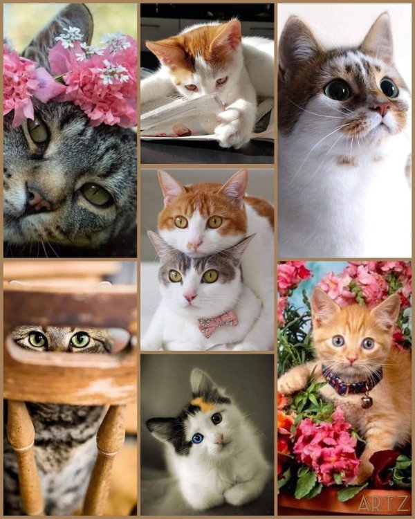 очаровательные котята