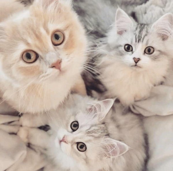 много котиков