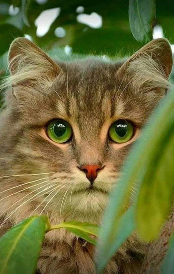 кошка с зелеными глазами