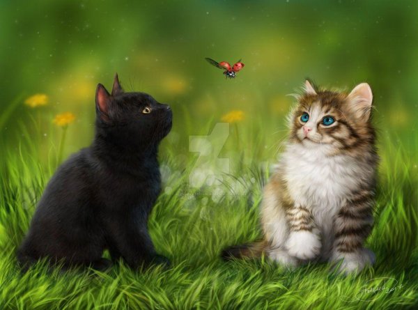 котики на заставку компьютера