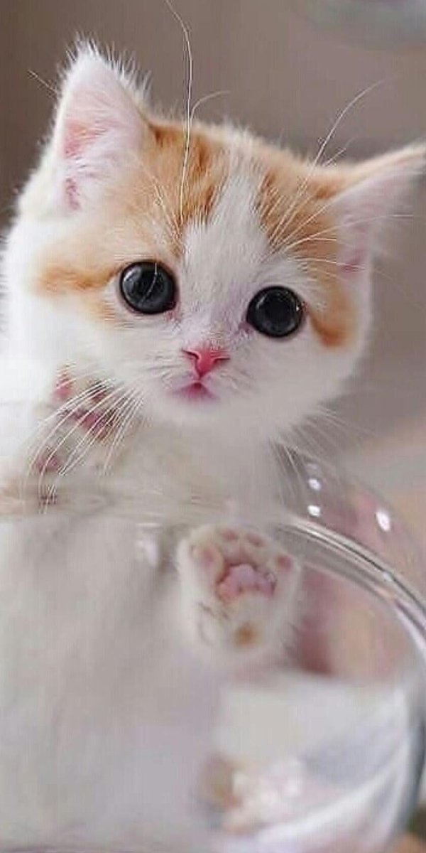 очаровательные котята