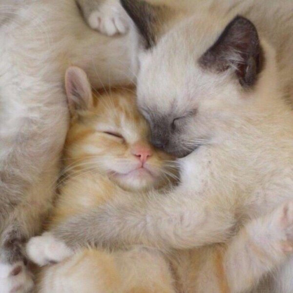 котята спят в обнимку
