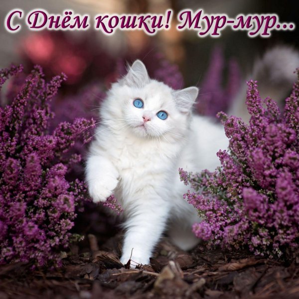 котики красивые