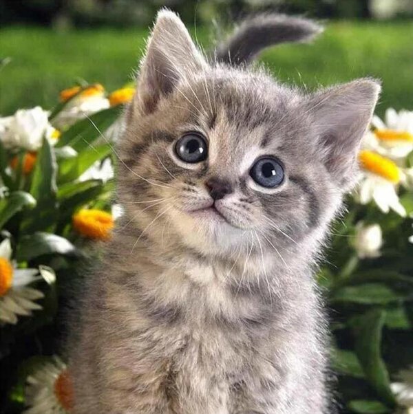 котенок красивый