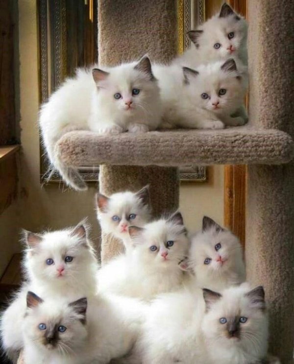 разные породы котят