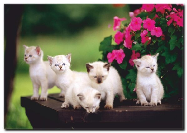 тайская порода кошек