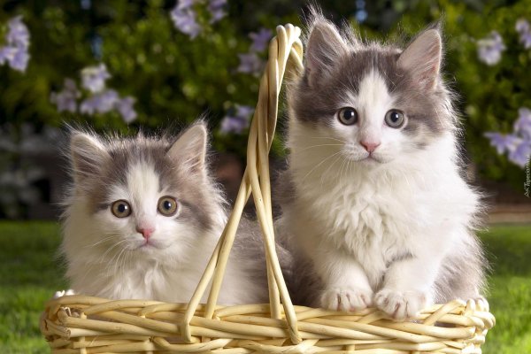 котики красивые