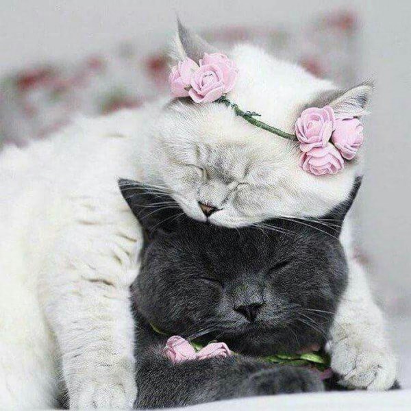 кот любовь