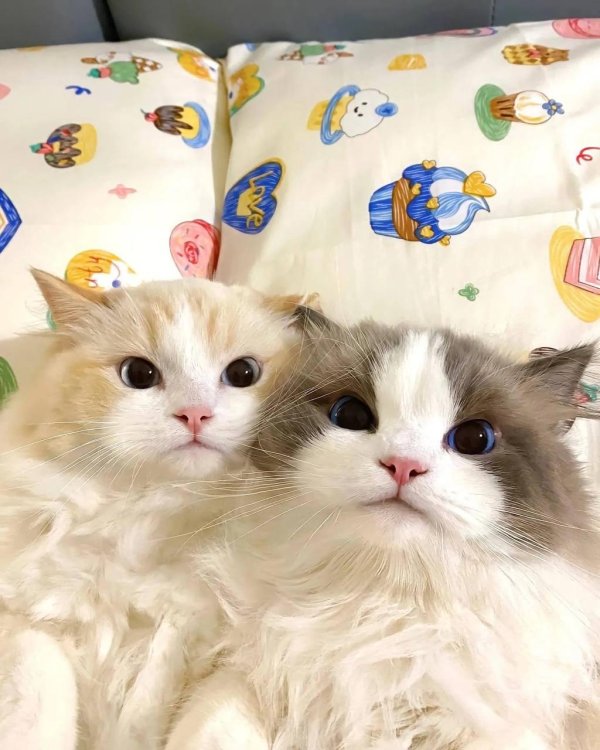 очаровательные котята