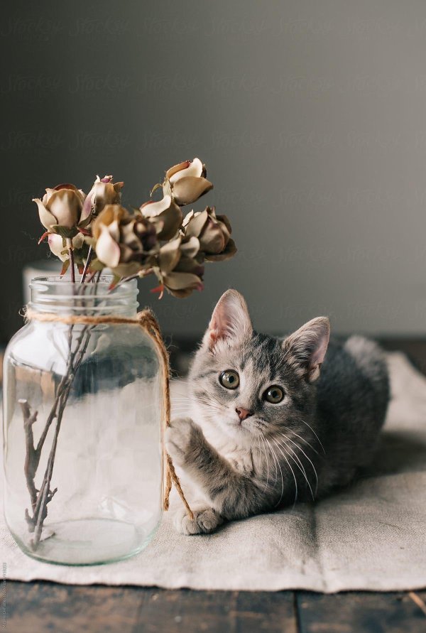 эстетичные котики