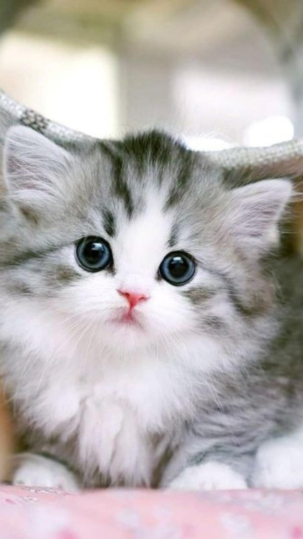 очаровательные котята