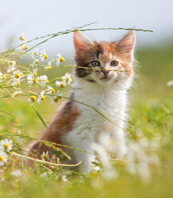 котики лето