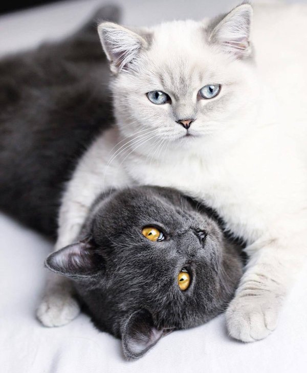 милые британские котики