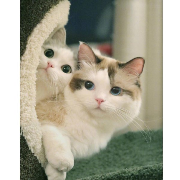 милые котенок