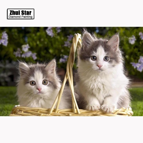 красивые котятки