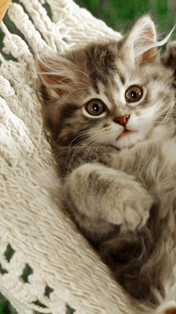 очаровательные котята