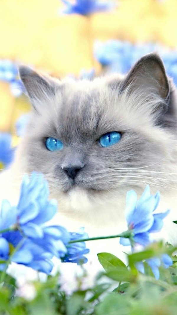 голубой миттед рэгдолл