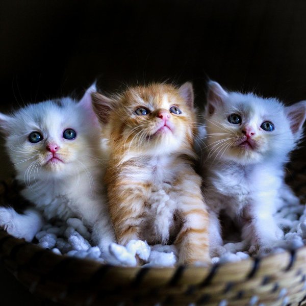 много милых котят