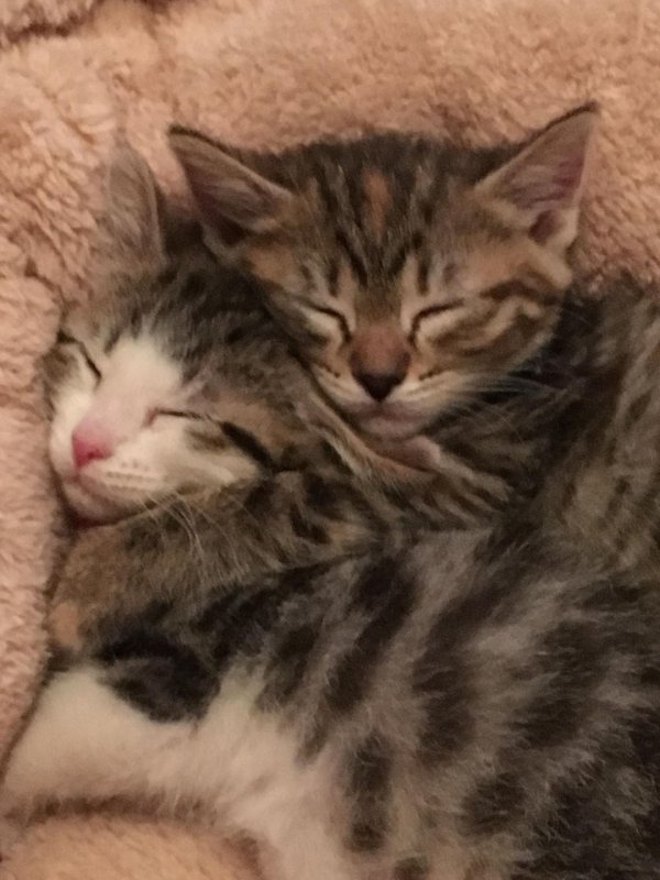 влюбленные кошечки