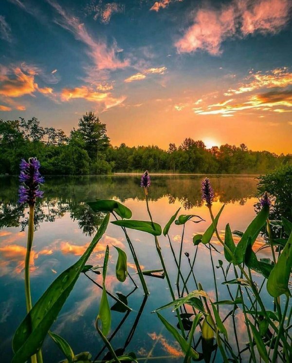 пейзажи летние