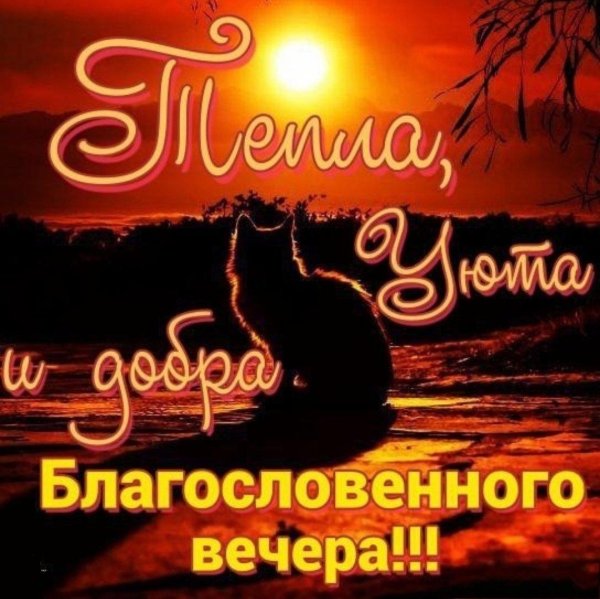 кот на закате