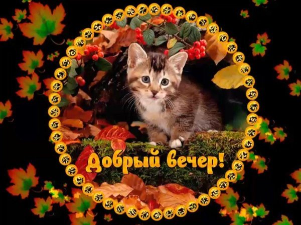 добр вечер