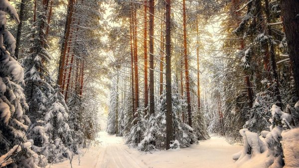 пейзаж зимнего леса