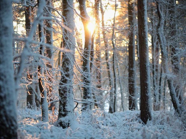 в зимнем лесу