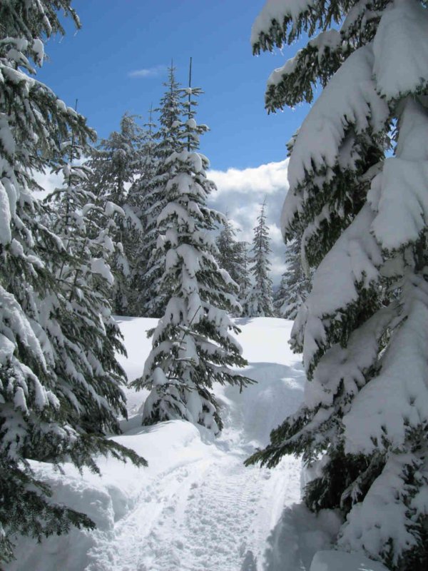 в лесу зимой