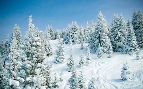 природа зимняя