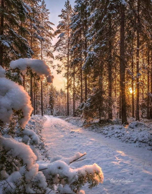 пейзаж зимнего леса