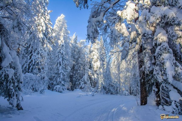 пейзаж зимнего леса