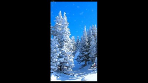 в зимнем лесу