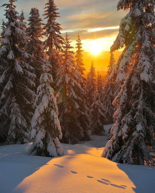 утро в зимнем лесу