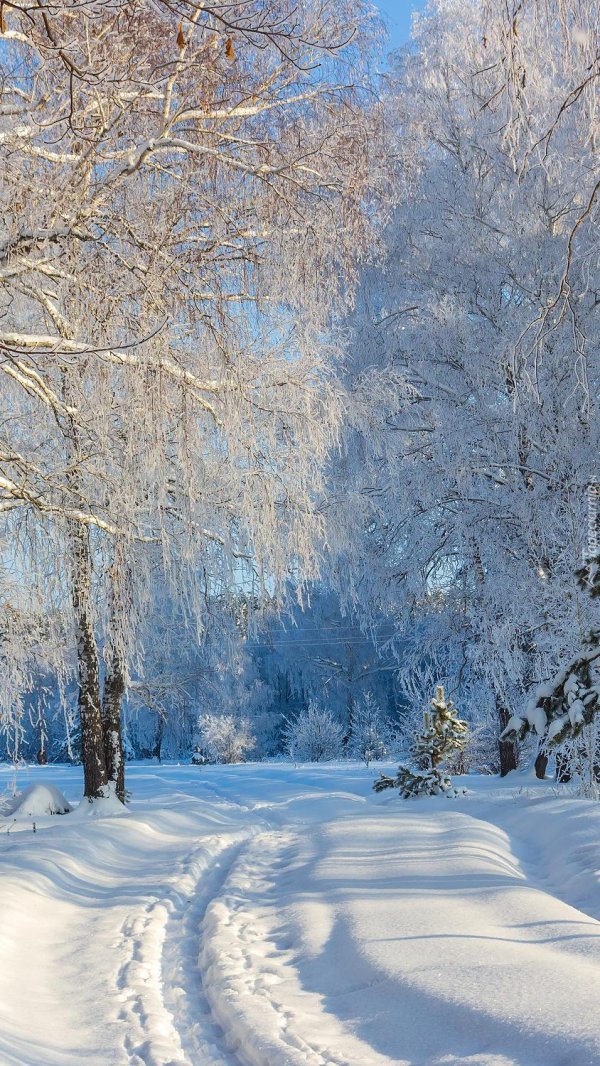 русская природа зимой