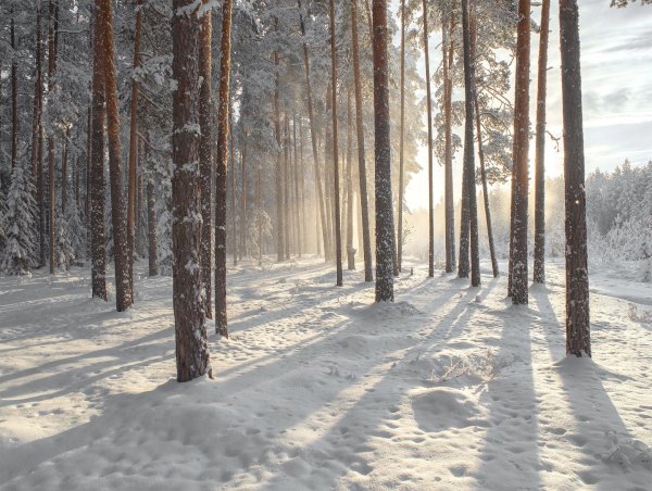 сосновый бор зимой