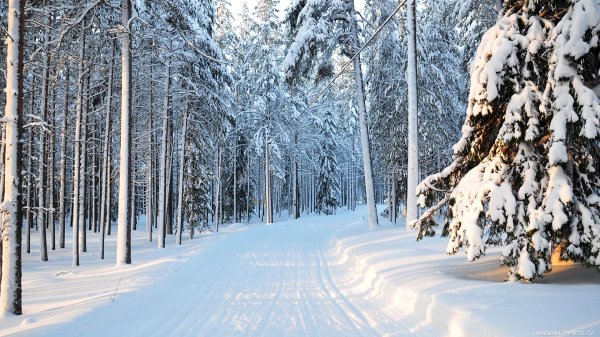 фон зимнего леса