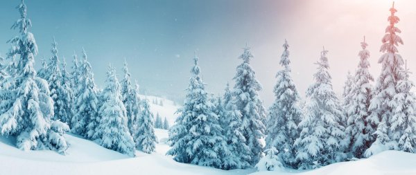 фон зимнего леса