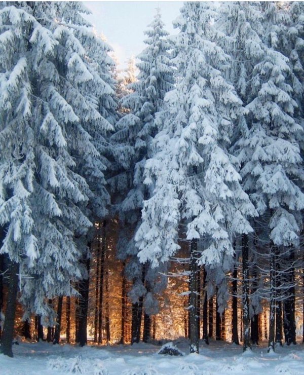 фотографии зимнего леса