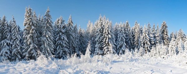 панорама зимнего леса