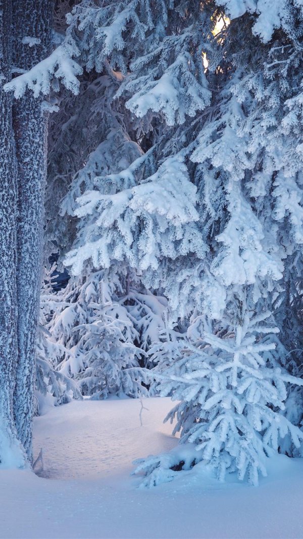 фон зимнего леса