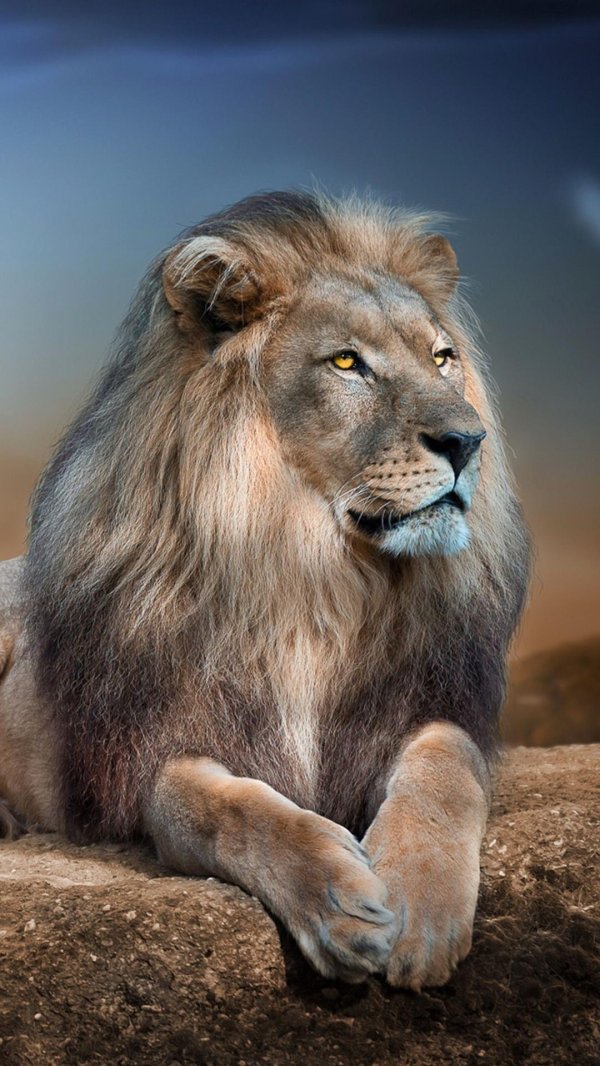 красивые львы